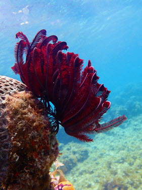 Feather star - Philippines Animalia,Echinodermata,Crinoidea,Crinoid,feather star,featherstar,reef,coral reef,Lobophylia,brain coral,coral,dead coral,coral algae,algae,decay,Feather star