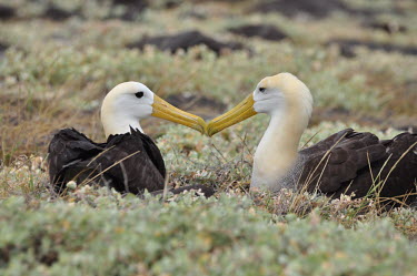 Waved albatross - Galapagos Islands Waved albatross,Phoebastria irrorata,Albatrosses,Diomedeidae,Aves,Birds,Procellariiformes,Albatrosses, Petrels,Chordates,Chordata,Ciconiiformes,Herons Ibises Storks and Vultures,Diomedea irrorata,Sout