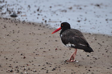 American oystercatcher - Galapagos Islands American oystercatcher,Haematopus palliatus,Ciconiiformes,Herons Ibises Storks and Vultures,Charadriiformes,Shorebirds and Terns,Aves,Birds,Charadriidae,Lapwings, Plovers,Chordates,Chordata,American p