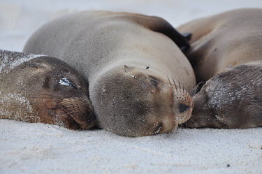 Galapagos sea lions asleep on the beach - Galapagos Islands Galapagos sea lion,Zalophus wollebaeki,Galapagos sealion,Carnivores,Carnivora,Otariidae,Eared Seals,Chordates,Chordata,Mammalia,Mammals,Zalophus californianus wollebaeki,wollebaeki,Coastal,South Ameri