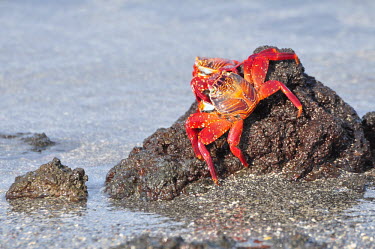 Sally lightfoot crab - Galapagos Islands Marissa Tabbada Sally lightfoot crab,Grapsus grapsus,Cancer jumpibus,Grapsus ornatus,Grapsus altifrons,Grapsus maculatus,Sally Lightfoot crab,Cancer grapsus,Grapsus pictus,Grapsidae,Grapsus,Animalia,Decapoda,Arthropoda,Malacostraca