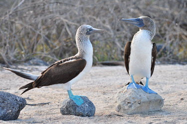 Blue-footed boobies - Galapagos Islands Blue-footed booby,Sula nebouxii,Pelicans and Cormorants,Pelecaniformes,Chordates,Chordata,Aves,Birds,Gannets and Boobies,Sulidae,Ciconiiformes,Herons Ibises Storks and Vultures,Sula,Shore,Least Concer