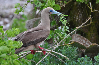 Red-footed booby - Galapagos Islands Red-footed booby,Sula sula,Gannets and Boobies,Sulidae,Aves,Birds,Chordates,Chordata,Ciconiiformes,Herons Ibises Storks and Vultures,Pelicans and Cormorants,Pelecaniformes,Fou � pieds rouges,Marine,An