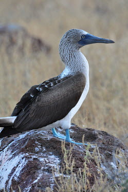 Blue-footed booby - Galapagos Islands Blue-footed booby,Sula nebouxii,Pelicans and Cormorants,Pelecaniformes,Chordates,Chordata,Aves,Birds,Gannets and Boobies,Sulidae,Ciconiiformes,Herons Ibises Storks and Vultures,Sula,Shore,Least Concer