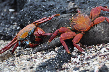 Sally lightfoot crab feasting on a dead marine iguana - Galapagos Islands Sally lightfoot crab,Grapsus grapsus,Cancer jumpibus,Grapsus ornatus,Grapsus altifrons,Grapsus maculatus,Sally Lightfoot crab,Cancer grapsus,Grapsus pictus,Grapsidae,Grapsus,Animalia,Decapoda,Arthropo