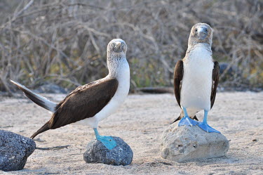 Blue-footed boobies - Galapagos Islands Blue-footed booby,Sula nebouxii,Pelicans and Cormorants,Pelecaniformes,Chordates,Chordata,Aves,Birds,Gannets and Boobies,Sulidae,Ciconiiformes,Herons Ibises Storks and Vultures,Sula,Shore,Least Concer