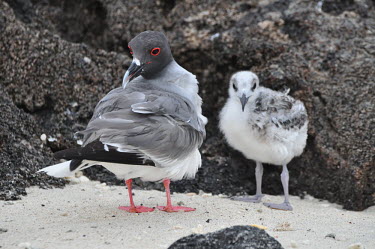 Swallow-tailed gull and chick - Galapagos Islands Swallow-tailed gull,Creagrus furcatus,Laridae,Gulls, Terns,Aves,Birds,Charadriiformes,Shorebirds and Terns,Ciconiiformes,Herons Ibises Storks and Vultures,Chordates,Chordata,Least Concern,Marine,Anima