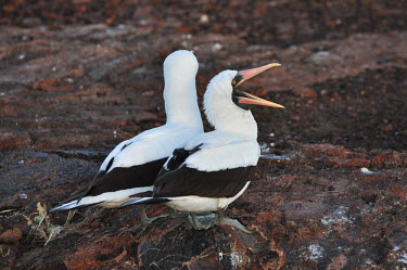 A pair of Nazca boobies - Galapagos Islands Nazca booby,Sula granti,Gannets and Boobies,Sulidae,Chordates,Chordata,Aves,Birds,Ciconiiformes,Herons Ibises Storks and Vultures,Pelicans and Cormorants,Pelecaniformes,Rock,Carnivorous,Least Concern,