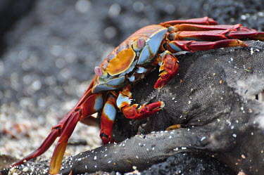 Sally lightfoot crab eating a the carcass of a marine iguana - Galapagos Islands Sally lightfoot crab,Grapsus grapsus,Cancer jumpibus,Grapsus ornatus,Grapsus altifrons,Grapsus maculatus,Sally Lightfoot crab,Cancer grapsus,Grapsus pictus,Grapsidae,Grapsus,Animalia,Decapoda,Arthropo