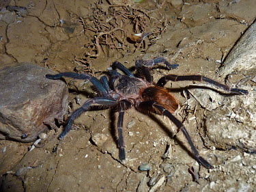 Tarantula - Peru Tarantula,spider,spiders,Animalia,Arthropoda,Arachnida,Araneae,Theraphosidae