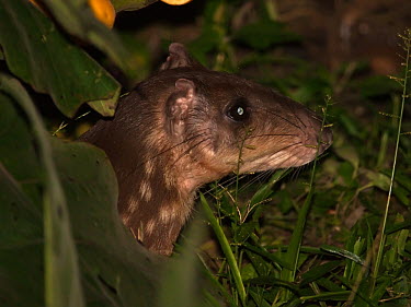 Paca - Peru Paca,Spotted paca,Agouti,Animalia,Chordata,Mammalia,Rodentia,Cuniculidae,Cuniculus paca,Agouti paca