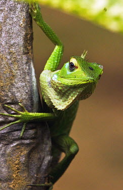 Common green forest lizard - Sri Lanka Common green forest lizard,Calotes calotes,Agamidae,Reptilia,Reptiles,Chordates,Chordata,Squamata,Lizards and Snakes,Common tree lizard,IUCN Red List,Terrestrial,Animalia,Calotes,Not Evaluated,Asia