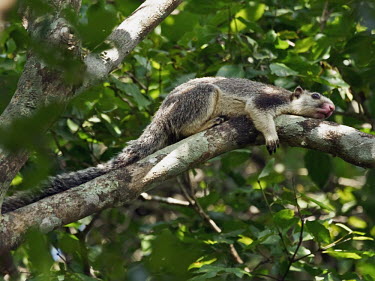 Grizzled giant squirrel - Sri Lanka Grizzled giant squirrel,Ratufa macroura,Rodents,Rodentia,Mammalia,Mammals,Chordates,Chordata,Squirrels, Chipmunks, Marmots, Prairie Dogs,Sciuridae,Sri Lankan giant squirrel,�cureuil G�ant Gris,�cureui