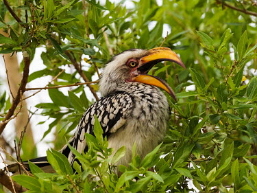 Southern yellow-billed hornbill - Australia Southern yellow-billed hornbill,Tockus leucomelas,Bucerotidae,Hornbills,Aves,Birds,Coraciiformes,Rollers Kingfishers and Allies,Chordates,Chordata,Calao leucomèle,Terrestrial,Africa,Least Concern,Fly