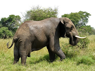 African elephant - Uganda African elephant,Loxodonta africana,Elephants,Elephantidae,Chordates,Chordata,Elephants, Mammoths, Mastodons,Proboscidea,Mammalia,Mammals,savanna elephant,Loxodonta africana africana,�l�phant d'Afriqu