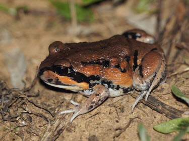 Giant Banjo frog - Australia frog,frogs,Giant Banjo frog,Limnodynastes interioris