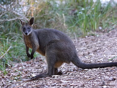 Swamp wallaby - Australia Swamp wallaby,Animalia,Chordata,Mammalia,Diprotodontia,Macropodidae,Wallabia bicolor