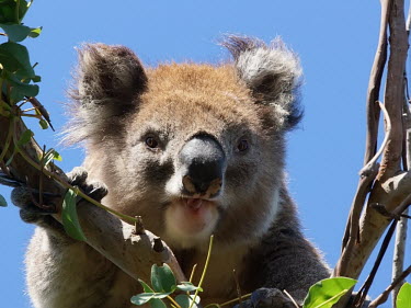 Koala - Australia Koala,Phascolarctos cinereus,Diprotodontia,Kangaroos, Wallabies,doe,Phascolarctidae,Chordates,Chordata,Mammalia,Mammals,Buck,Tarsier,Rodents,Deer,cinereus,Least Concern,Sub-tropical,Herbivorous,Animal