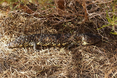 Shingleback lizard - Australia Shingleback lizard,Animalia,Chordata,Reptilia,Squamata,Scincidae,Tiliqua rugosa,lizard,lizards