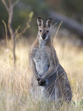 Red-necked wallaby - Australia Animalia,Chordata,Mammalia,Diprotodontia,Macropodidae,Macropus rufogriseus,Red-necked Wallaby,Bennett's Wallaby,wallaby,marsupial