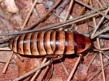 Madagascan hissing cockroach - Madagascar Madagascan hissing cockroach,Gromphadorhina portentosa,Arthropoda,Arthropods,Insects,Insecta,Blaberidae,Giant Cockroaches,Terrestrial,Sub-tropical,Africa,Omnivorous,Gromphadorhina,Blattaria,Animalia,N