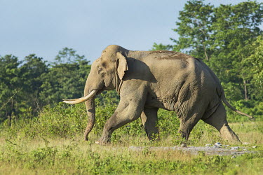 Asian elephant - Bengal Asian elephant,Elephas maximus,Mammalia,Mammals,Elephants,Elephantidae,Chordates,Chordata,Elephants, Mammoths, Mastodons,Proboscidea,Indian elephant,Elefante Asi�tico,El�phant D'Asie,El�phant D'Inde,A