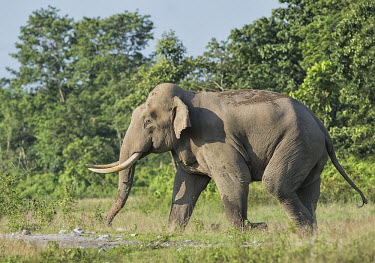 Asian elephant - Bengal Asian elephant,Elephas maximus,Mammalia,Mammals,Elephants,Elephantidae,Chordates,Chordata,Elephants, Mammoths, Mastodons,Proboscidea,Indian elephant,Elefante Asi�tico,El�phant D'Asie,El�phant D'Inde,A