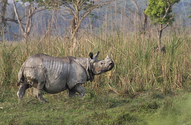 Indian rhinoceros - Bengal Indian rhinoceros,Rhinoceros unicornis,Rhinocerous,Rhinocerotidae,Mammalia,Mammals,Chordates,Chordata,Perissodactyla,Odd-toed Ungulates,greater one-horned rhinoceros,Asian one-horned rhinoceros,great