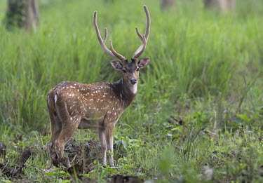 Chital - Bengal Chital,Axis axis,Chordates,Chordata,Mammalia,Mammals,Cervidae,Deer,Even-toed Ungulates,Artiodactyla,Axis deer,Indian spotted deer,Cerf Axis,Asia,South America,Forest,Animalia,Axis,Grassland,Temperate,