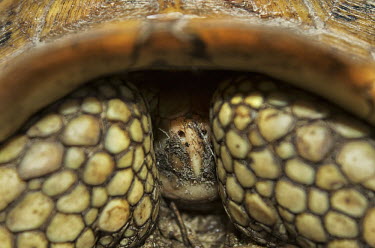 Yellow tortoise hiding in it's shell - Bengal miserable,Grumpy,bored,grump,guarded,guard,danger,Defensive,defense,protecting,guarding,defence,protective,warn,warning,protect,warns,exoskeleton,scale,scaly,Scales,shell,sleep,tired,exhausted,nap,asl