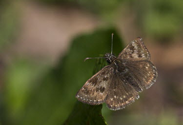 Dingy skipper - France Dingy skipper,butterfly,butterflies,Animalia,Arthropoda,Insecta,Lepidoptera,Hesperiidae,Erynnis tages