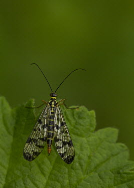 Common scorpionfly - Europe Common scorpionfly,Animalia,Arthropoda,Insecta,Mecoptera,Panorpidae,Panorpa,Panorpa communis