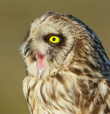 Short-eared owl - UK Perching,perched,perch,blur,selective focus,blurry,depth of field,Shallow focus,blurred,soft focus,face,eyes,Eye,eye colour,Yellow,Yellow eyes,bird of prey,raptor,bird,birds,carnivore,Short-eared owl,