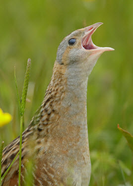 Corncrake - UK Corncrake,Crex crex,Birds,Grouse,Rallidae,Coots, Rails, Waterhens,Gruiformes,Rails and Cranes,Chordates,Chordata,Aves,R�le des gen�ts,Wildlife and Conservation Act,Africa,Omnivorous,Flying,Agricultura