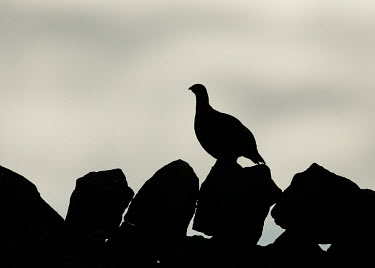 Red grouse silhouetted on a stone wall - UK game bird,bird,birds,Red grouse,Lagopus lagopus,Birds,Grouse,Chordates,Chordata,Gallinaeous Birds,Galliformes,Aves,Phasianidae,Grouse, Partridges, Pheasants, Quail, Turkeys,Willow ptarmigan,Willow gro