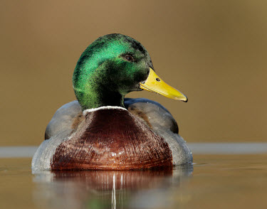 Mallard - UK yellow,Head,cranium,fresh water,Freshwater,Green,Aquatic,water,water body,boy,man,male,colours,color,colors,Colour,coloration,Colouration,Lake,lakes,blur,selective focus,blurry,depth of field,Shallow