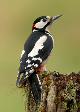 Great-spotted woodpecker - UK Great-spotted woodpecker,Dendrocopos major,Birds,Little birds,Chordates,Chordata,Picidae,Woodpeckers,Piciformes,Woodpeckers and Flicker,Aves,Urban,Flying,Omnivorous,Dendrocopos,Common,Temperate,Arbore