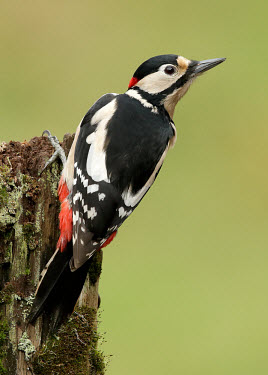 Great-spotted woodpecker - UK branch,Tree,bark,branches,Greenery,foliage,vegetation,Terrestrial,ground,Black and White,black + white,monochrome,black & white,face,coloration,Colouration,colours,color,colors,Colour,forests,Forest,B