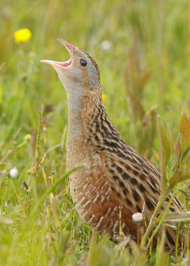 Corncrake - UK Corncrake,Crex crex,Birds,Grouse,Rallidae,Coots, Rails, Waterhens,Gruiformes,Rails and Cranes,Chordates,Chordata,Aves,R�le des gen�ts,Wildlife and Conservation Act,Africa,Omnivorous,Flying,Agricultura