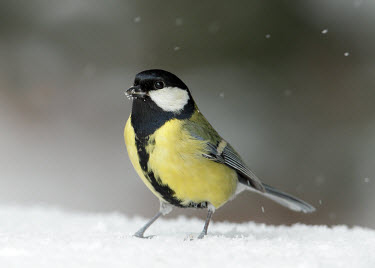 Great tit - UK yellow,coloration,Colouration,wintery,cold,Winter,colours,color,colors,Colour,blur,selective focus,blurry,depth of field,Shallow focus,blurred,soft focus,snowy,Snow,Great tit,Parus major,Birds,Little