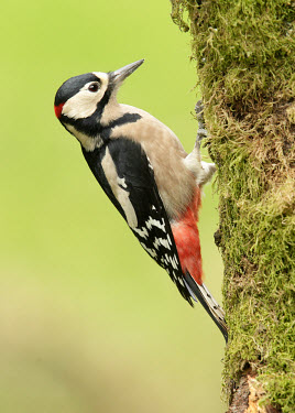Great-spotted woodpecker - UK Black and White,black + white,monochrome,black & white,environment,ecosystem,Habitat,colours,color,colors,Colour,Terrestrial,ground,forests,Forest,coloration,Colouration,face,Mouth,mouthpart,mouths,mo