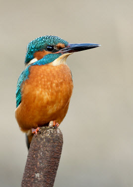 Kingfisher - UK blur,selective focus,blurry,depth of field,Shallow focus,blurred,soft focus,azul,Blue,colours,color,colors,Colour,Multi-coloured,multicoloured,multi-colored,colorful,multicolored,colourful,orange,peac