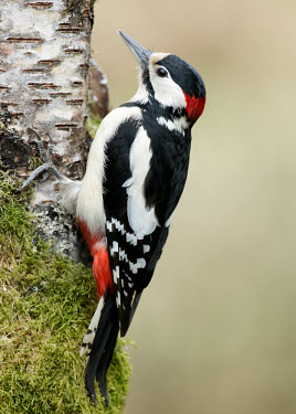 Great-spotted woodpecker - UK Great-spotted woodpecker,Dendrocopos major,Birds,Little birds,Chordates,Chordata,Picidae,Woodpeckers,Piciformes,Woodpeckers and Flicker,Aves,Urban,Flying,Omnivorous,Dendrocopos,Common,Temperate,Arbore