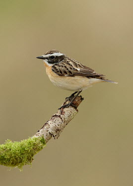Whinchat - UK Whinchat,Animalia,Chordata,Aves,Passeriformes,Muscicapidae,Saxicola rubetra,Birds,Little birds