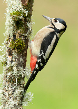 Great-spotted woodpecker - UK Terrestrial,ground,branch,Tree,bark,branches,Bill,bills,Mouth,mouthpart,mouths,mouthparts,colours,color,colors,Colour,blur,selective focus,blurry,depth of field,Shallow focus,blurred,soft focus,Greene