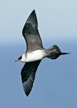 Parasitic jaeger - UK sky,Sky background,saltwater,Marine,saline,in-air,in flight,flight,in-flight,flap,Flying,fly,in air,flapping,Sea,seas,action,movement,move,Moving,in action,in motion,motion,bird,birds,seabird,sea bird