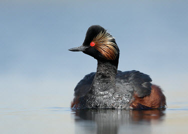 Black-necked grebe - UK Lake,lakes,Aquatic,water,water body,Red,Red eyes,environment,ecosystem,Habitat,fresh water,Freshwater,eyes,Eye,eye colour,Blue background,face,blur,selective focus,blurry,depth of field,Shallow focus,