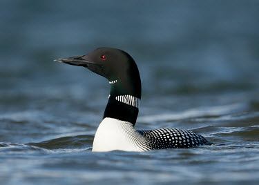 Common loon - UK Black and White,black + white,monochrome,black & white,colours,color,colors,Colour,Aquatic,water,water body,coloration,Colouration,Lake,lakes,blur,selective focus,blurry,depth of field,Shallow focus,b