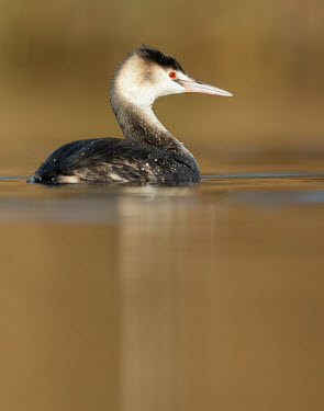 Great crested grebe - UK Aquatic,water,water body,blur,selective focus,blurry,depth of field,Shallow focus,blurred,soft focus,fresh water,Freshwater,Red,Red eyes,Lake,lakes,eyes,Eye,eye colour,face,environment,ecosystem,Habit