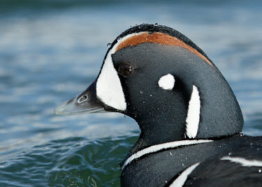 Harlequin duck - UK blur,selective focus,blurry,depth of field,Shallow focus,blurred,soft focus,coloration,Colouration,Lake,lakes,fresh water,Freshwater,environment,ecosystem,Habitat,Aquatic,water,water body,markings,mar